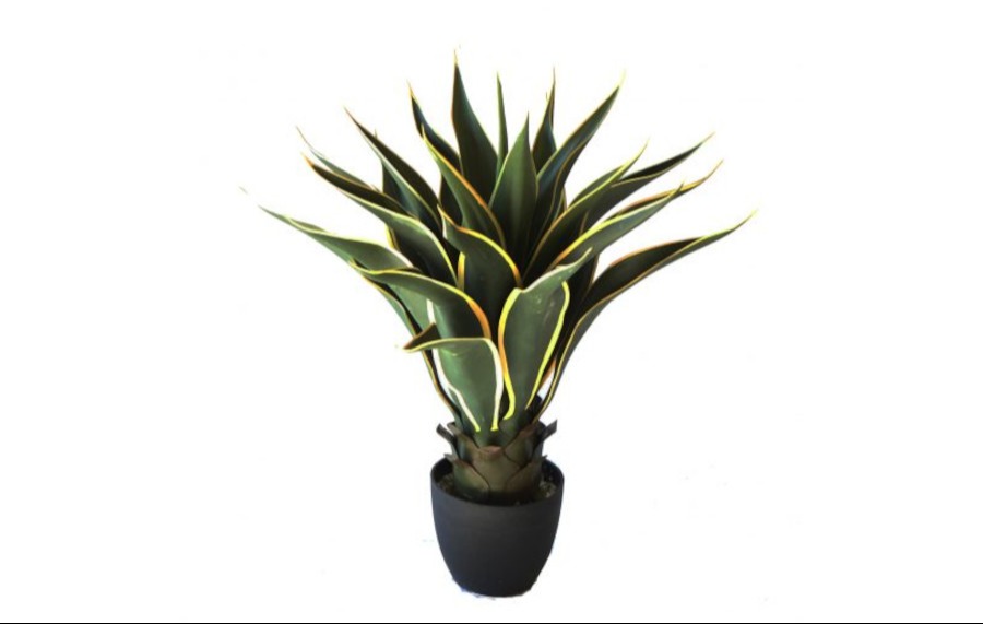 Agave 60cm Green Yellow Tips Potted