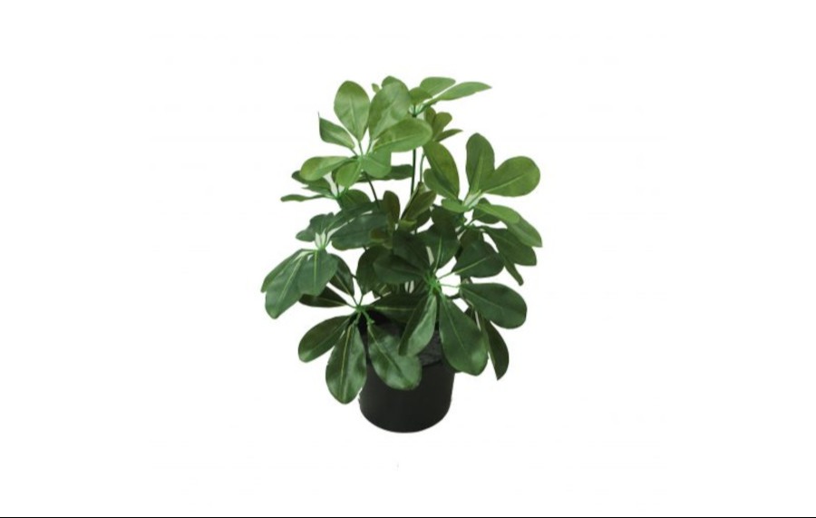 Baby Schefflera Bush 35cm Potted