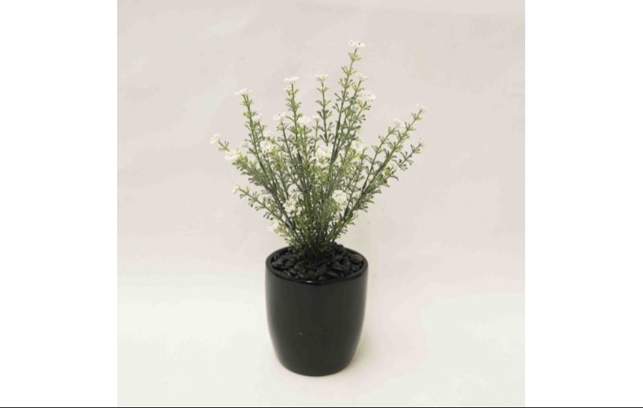 Baby's Breath Bush with White Flowers