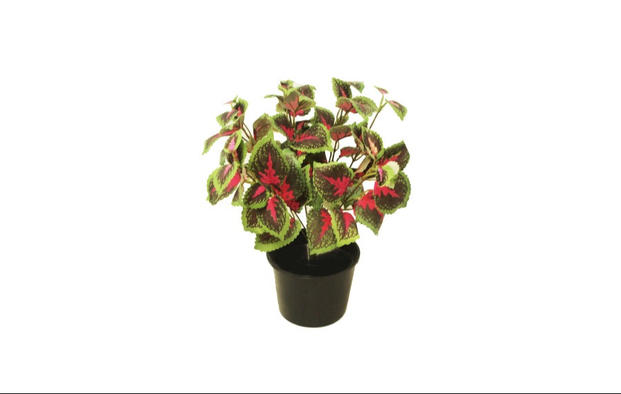 Coleus Bush 33cm Potted