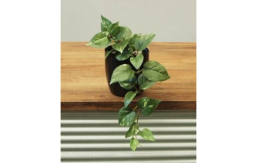 Pothos Vin in Fibreglass Pot