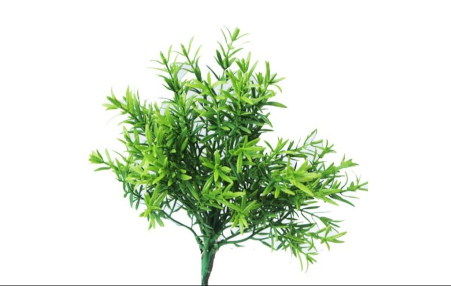 Rosemary Bush 27cm