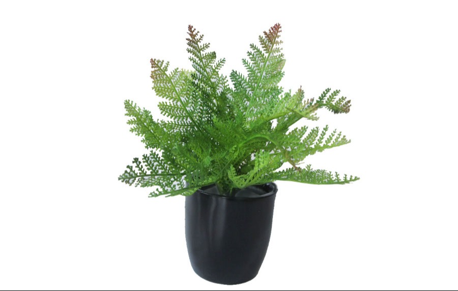 Fern Bush 29cm (No Pot)