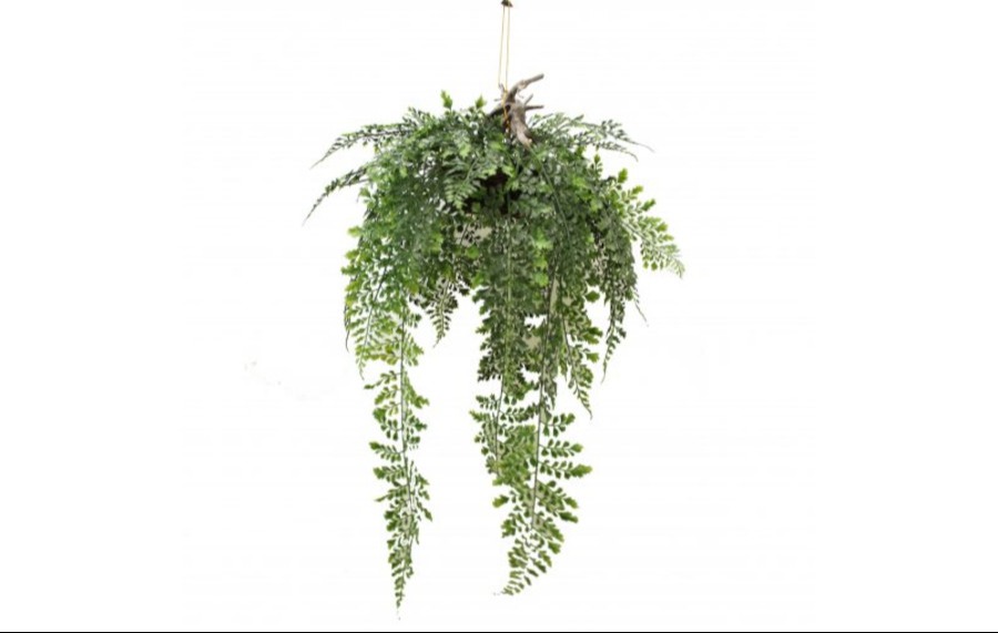 Small Hanging Fern 50cm with Basket